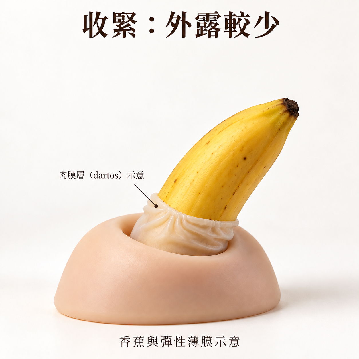 以香蕉與彈性薄膜呈現肉膜肌與陰莖回縮關係的示意圖二