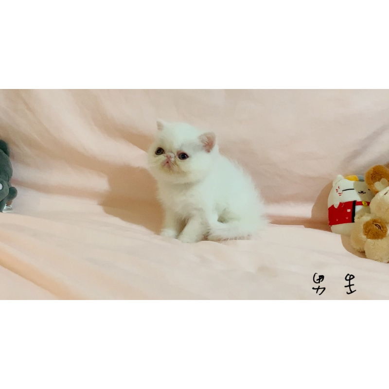 一線加菲貓弟弟(已售出)