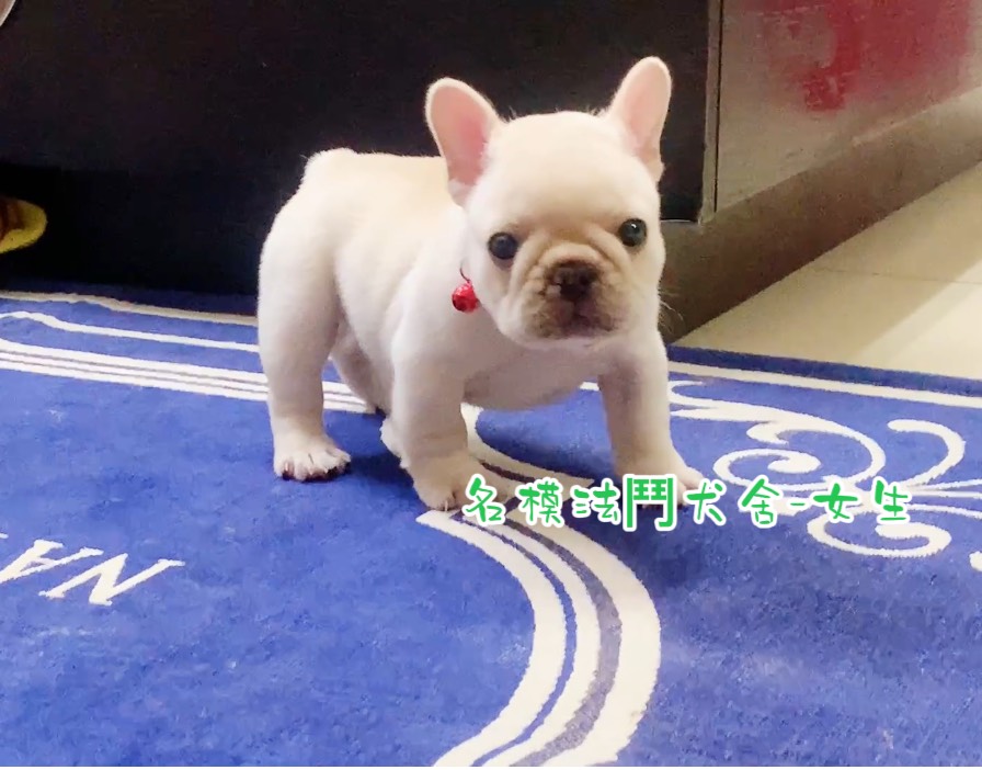 法鬥名模犬舍~奶油妹妹