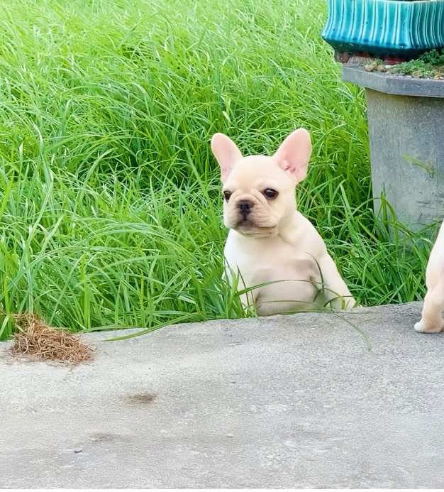 法鬥名模犬舍~奶油妹
