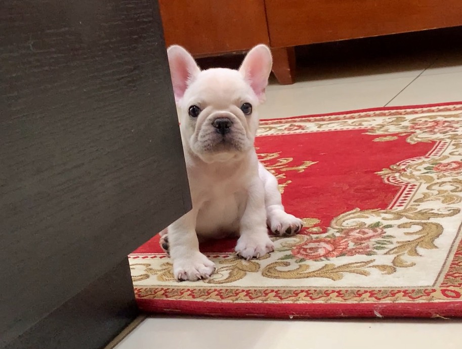 法鬥名模犬舍~奶油弟