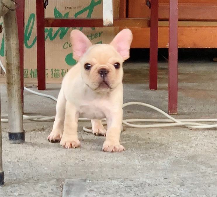 法鬥名模犬舍~奶油弟