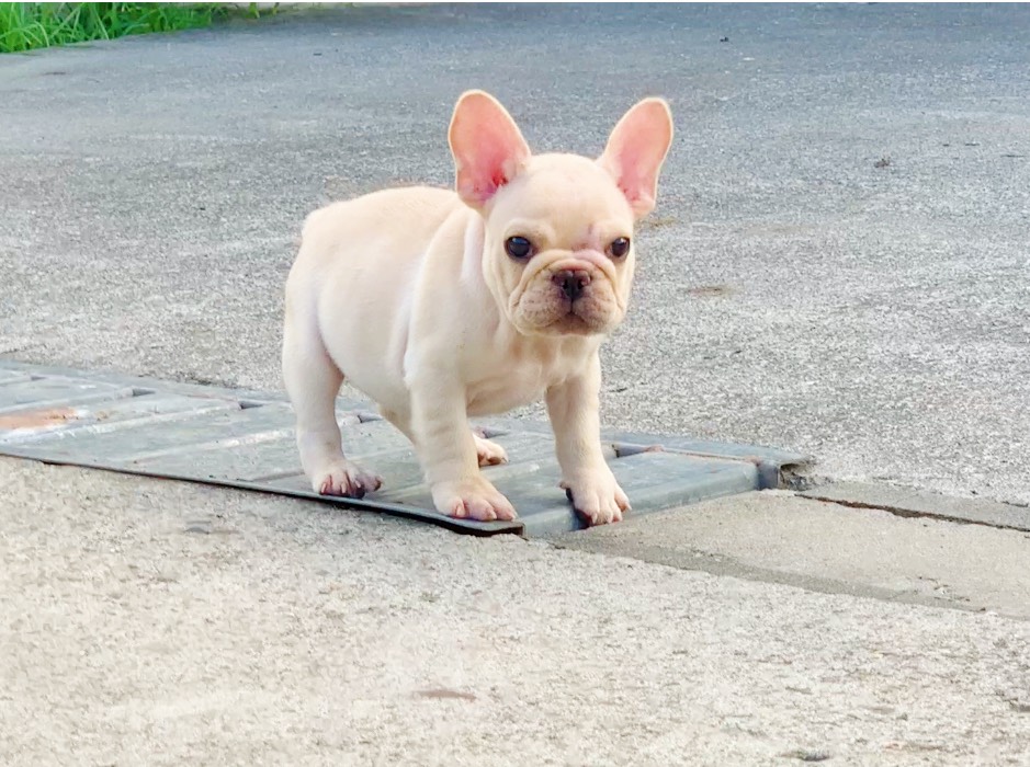 法鬥名模犬舍~奶油弟