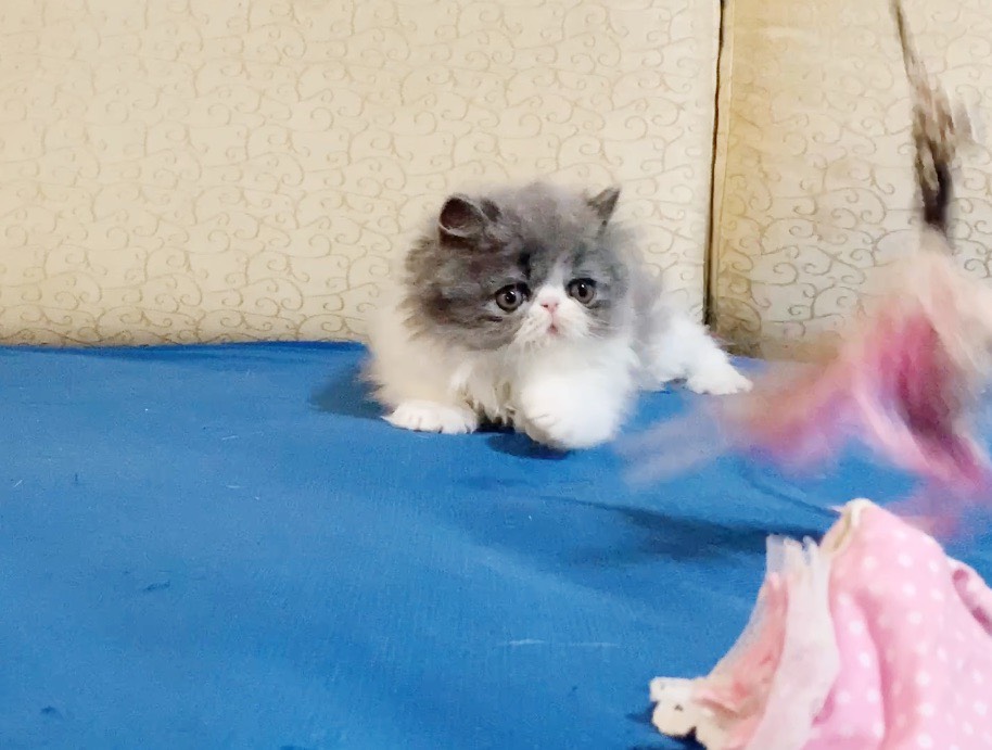 加菲妹妹~藍加白(已