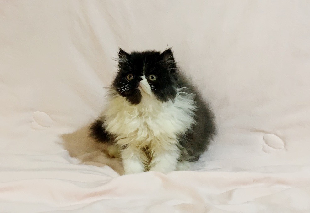 波斯弟弟~黑白花色