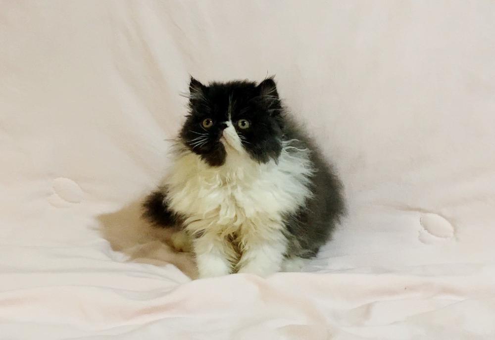 異國長毛貓黑白色系男