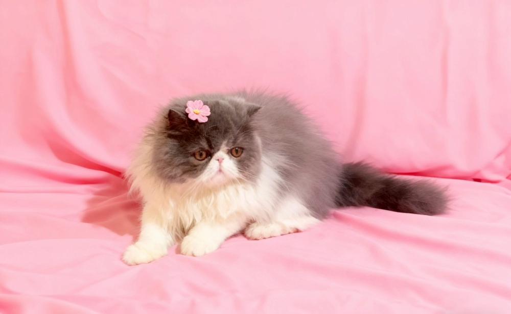 甜美系的波斯女孩（已