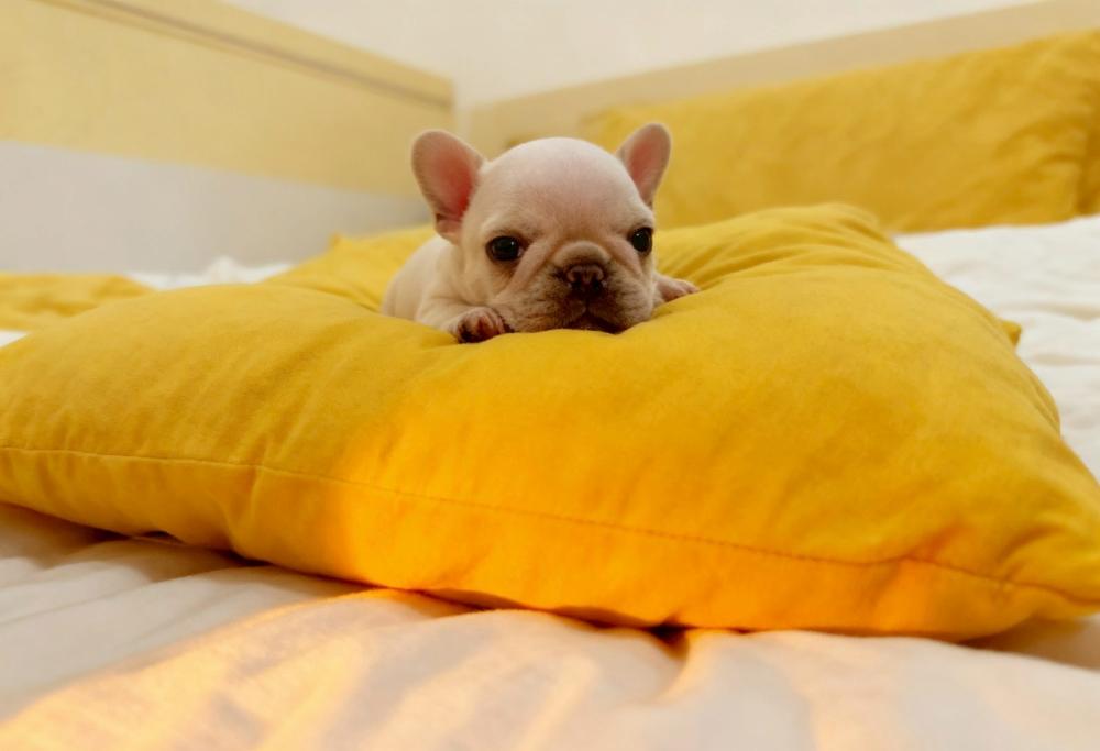 迷你版的雪白法鬥犬女