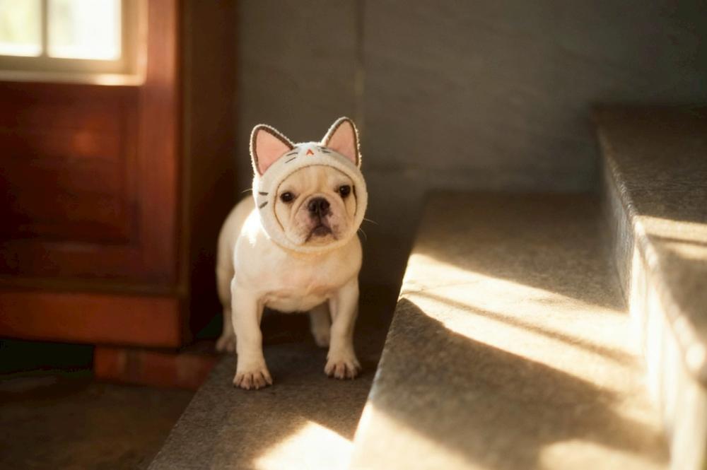 超短體法鬥犬奶油白弟