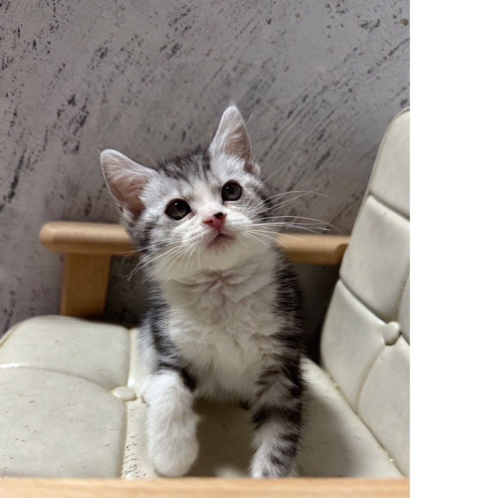 加白美國短毛貓