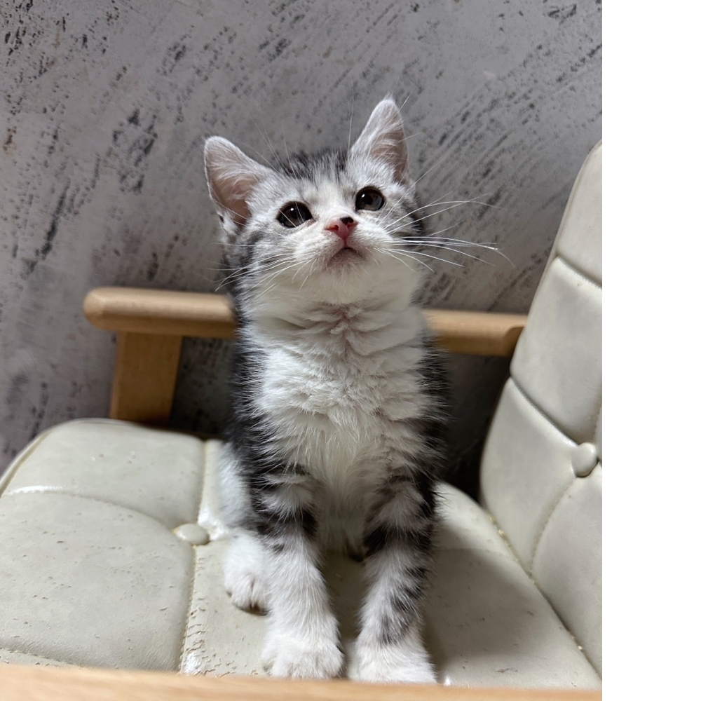 加白美國短毛貓