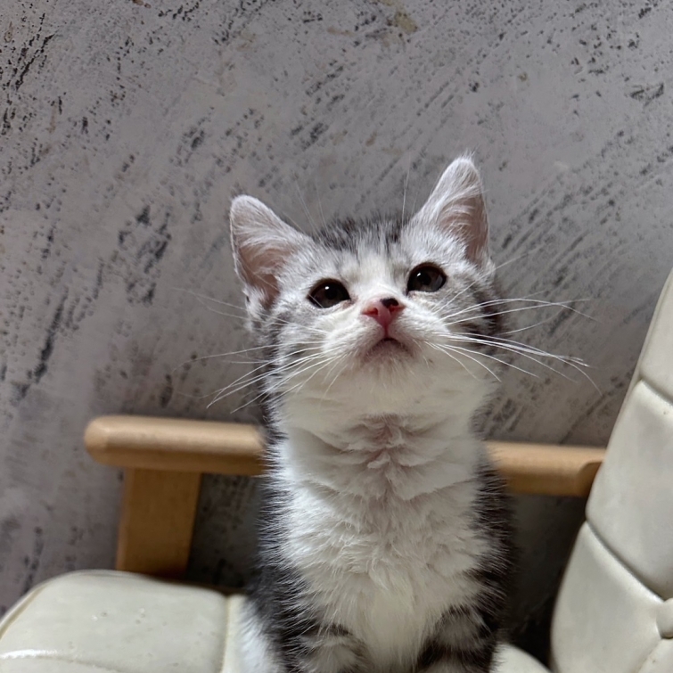 加白美國短毛貓