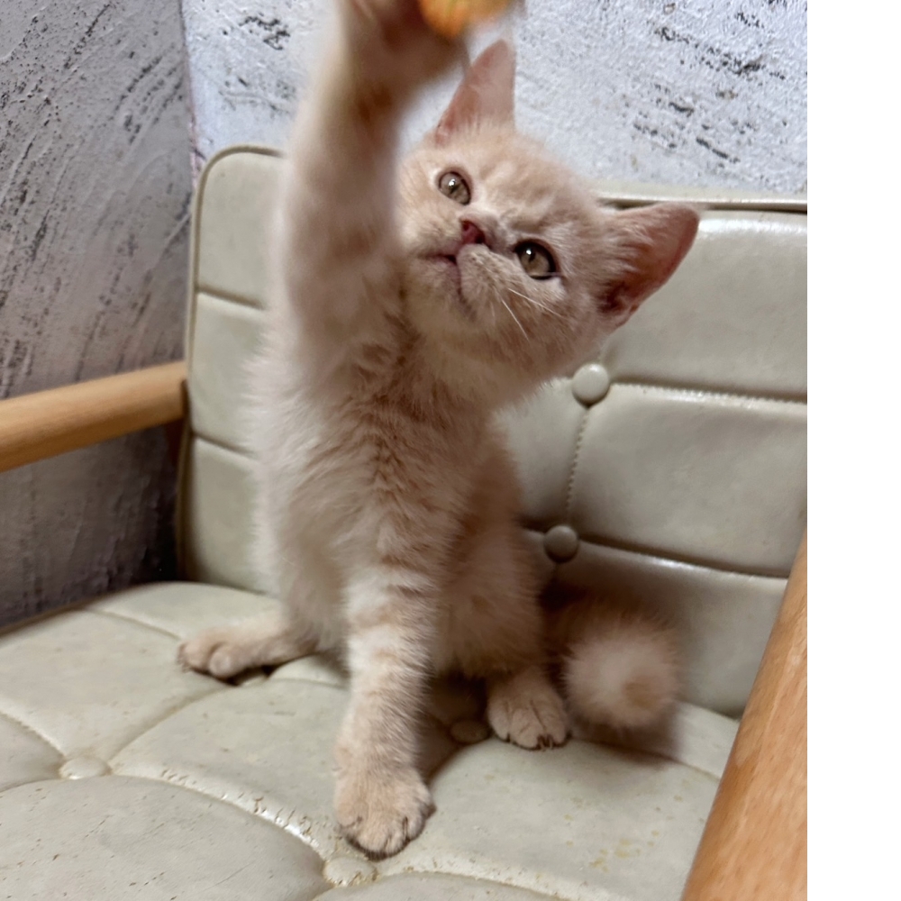 奶油英國短毛貓【已有家】