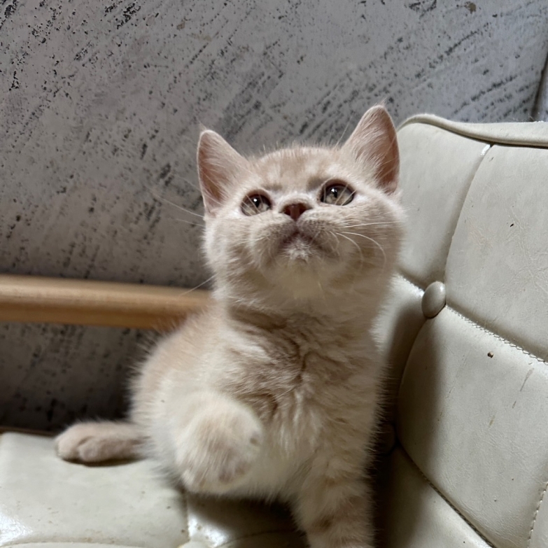 奶油英國短毛貓【已有家】