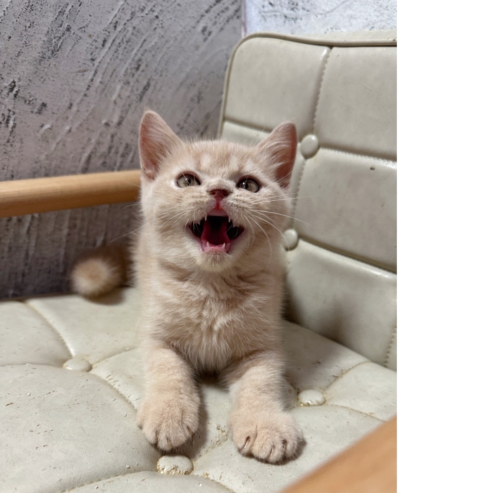 奶油英國短毛貓【已有家】