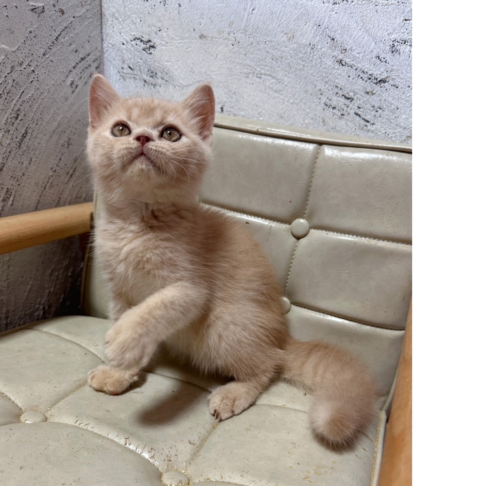 奶油英國短毛貓【已有家】