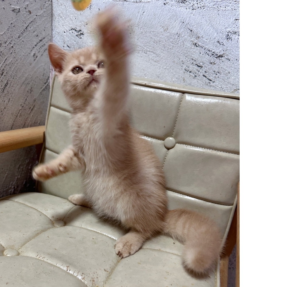 奶油英國短毛貓【已有家】