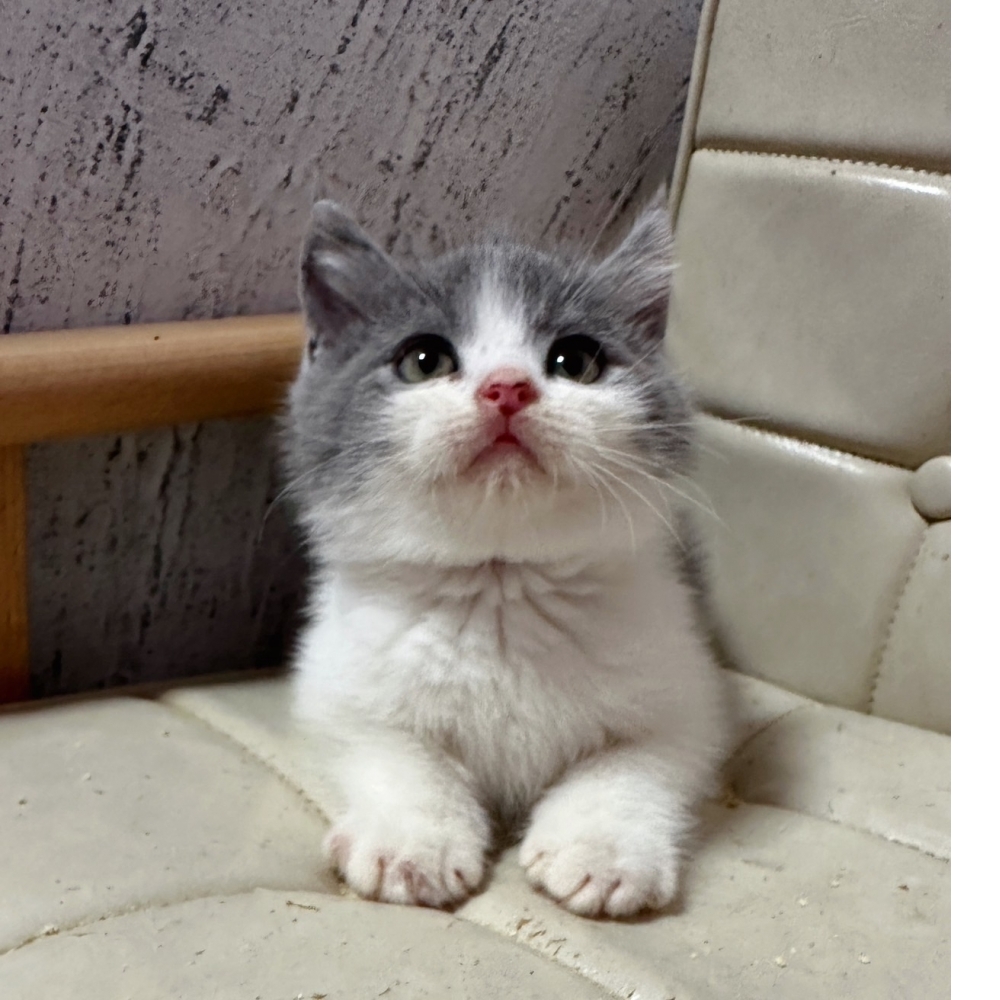 藍白賓士英短【已有家】