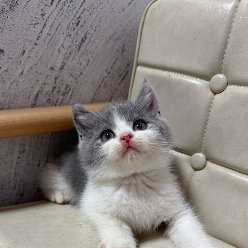 藍白賓士英短【已有家】