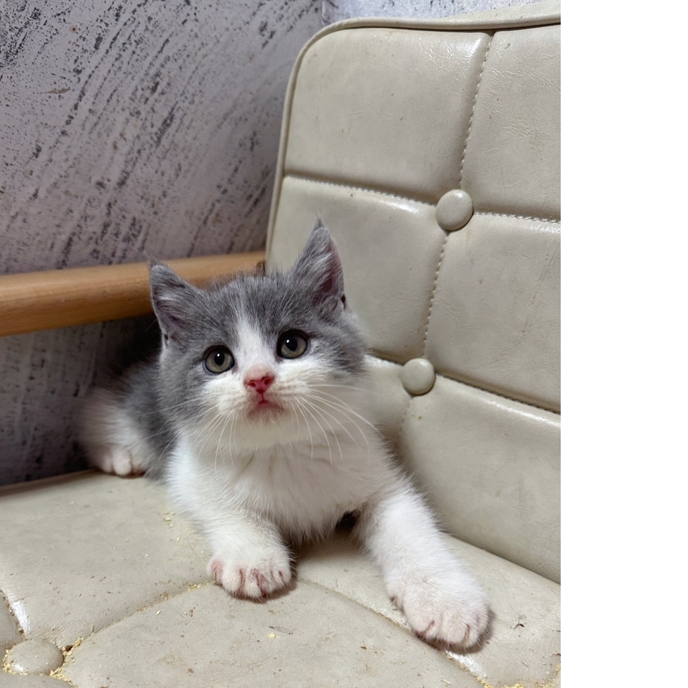 藍白賓士英短【已有家】