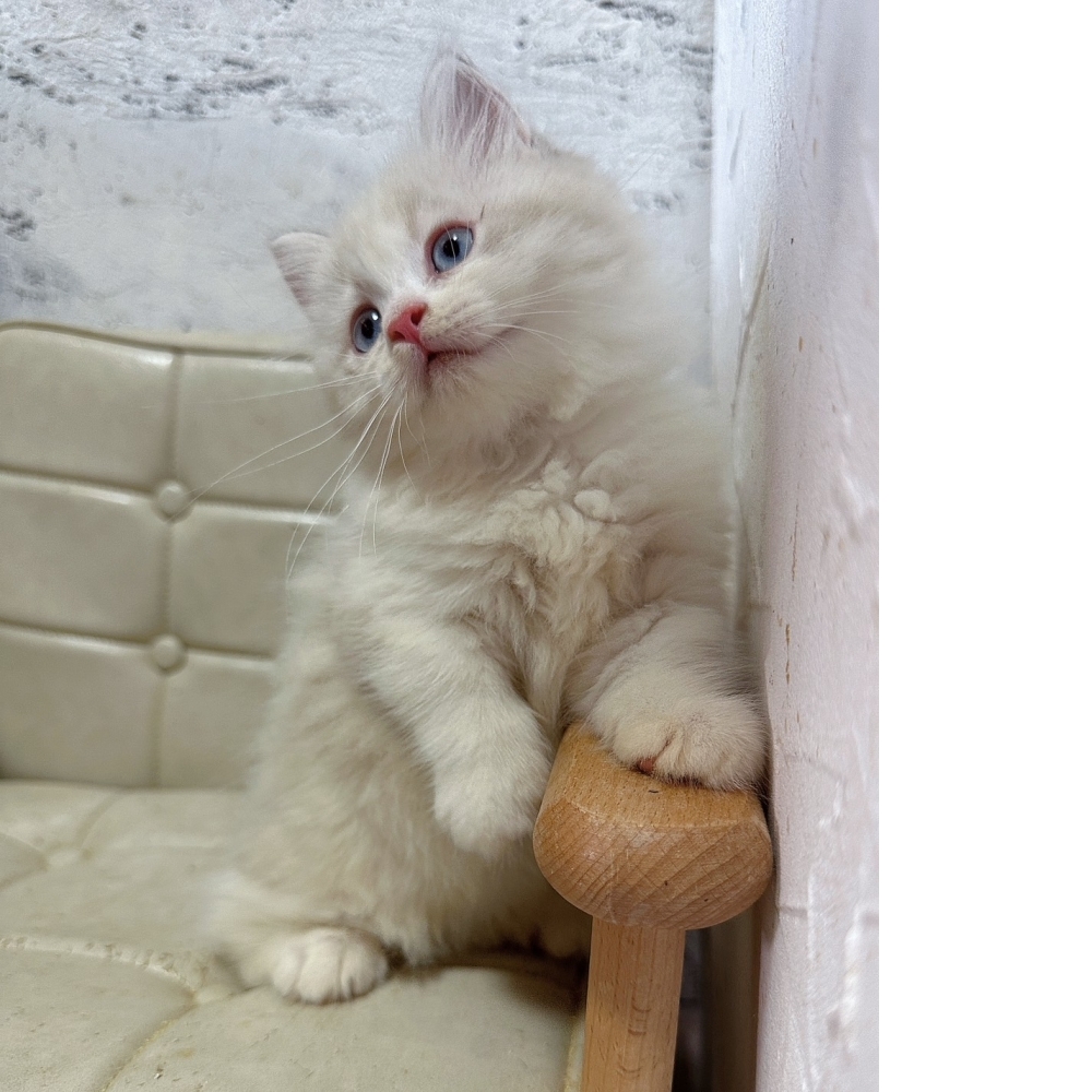 藍雙小步舞曲【己有家】