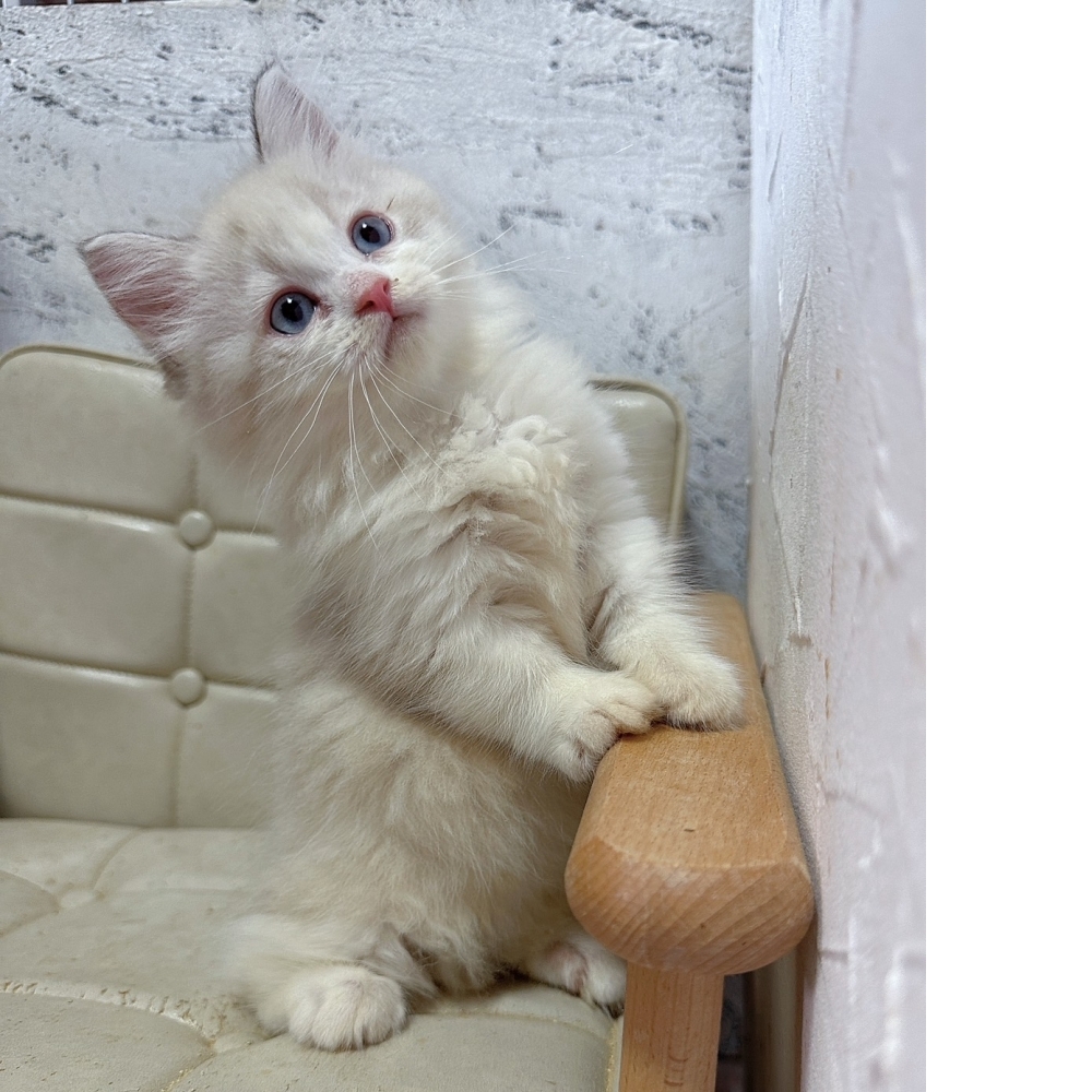 藍雙小步舞曲【己有家】