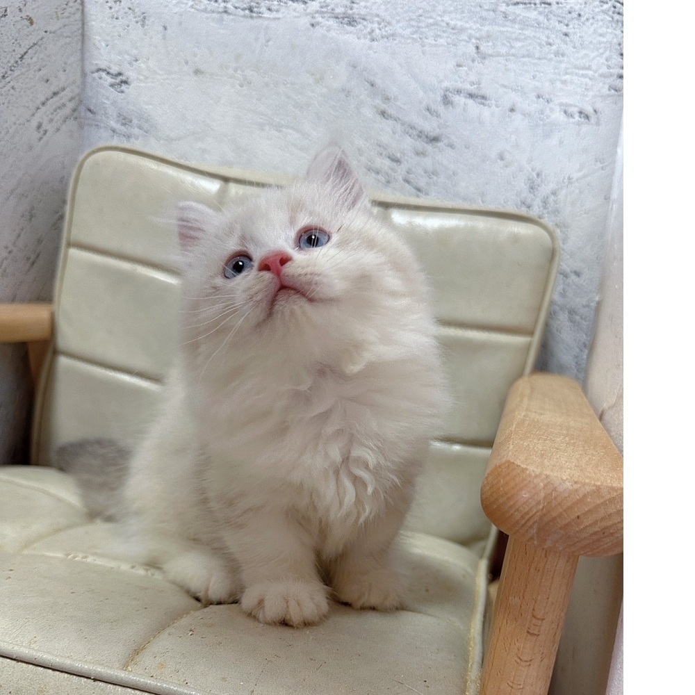 藍雙小步舞曲【己有家】