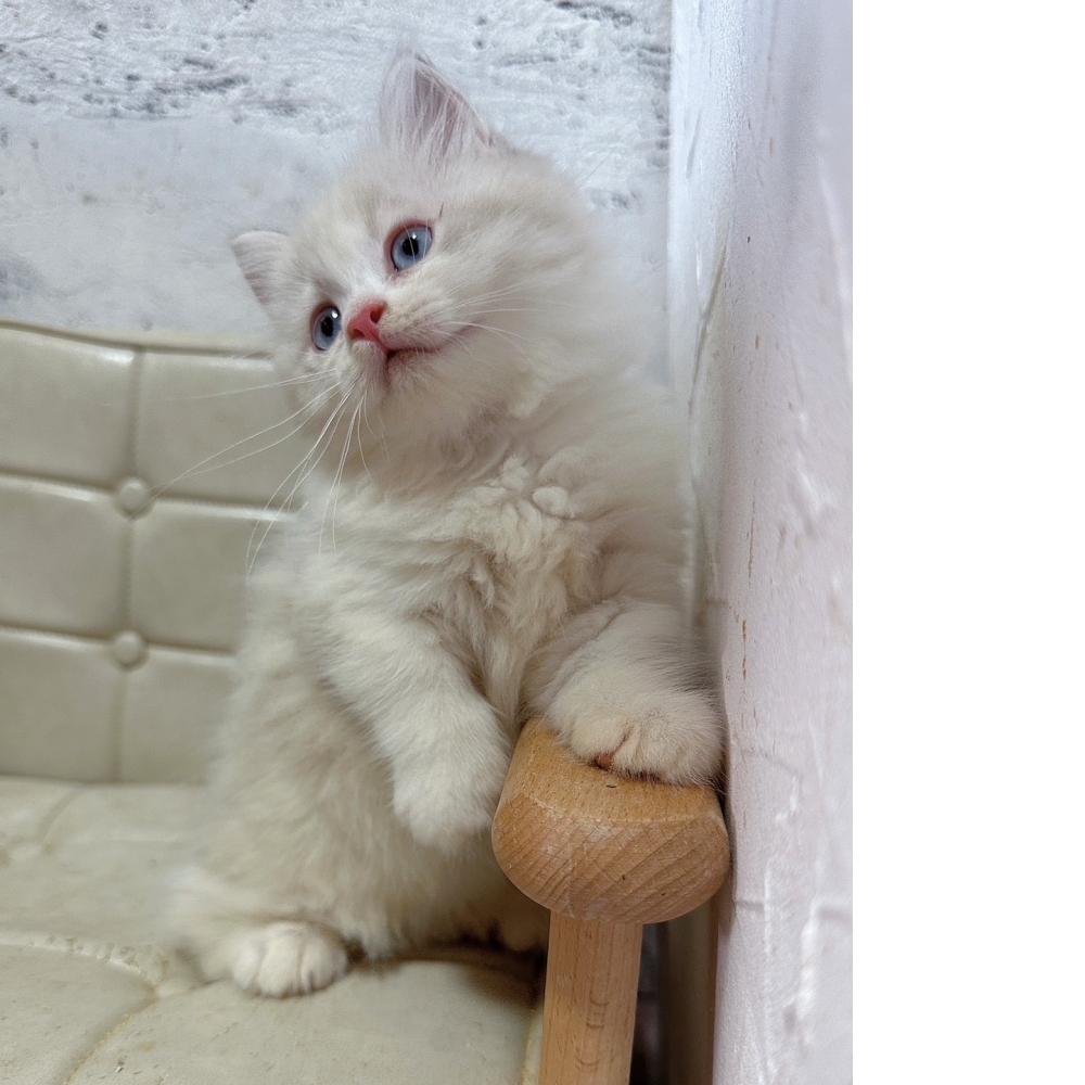 藍雙小步舞曲【己有家】