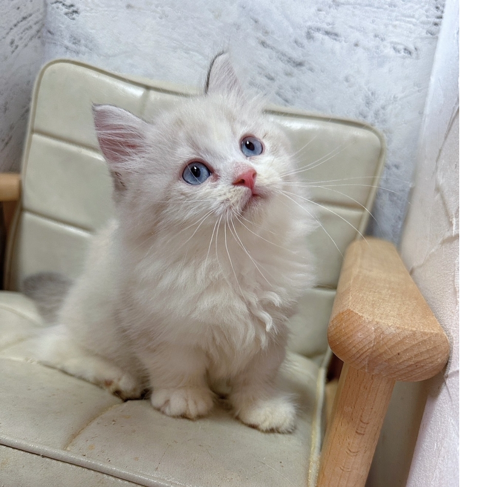 藍雙小步舞曲【己有家】