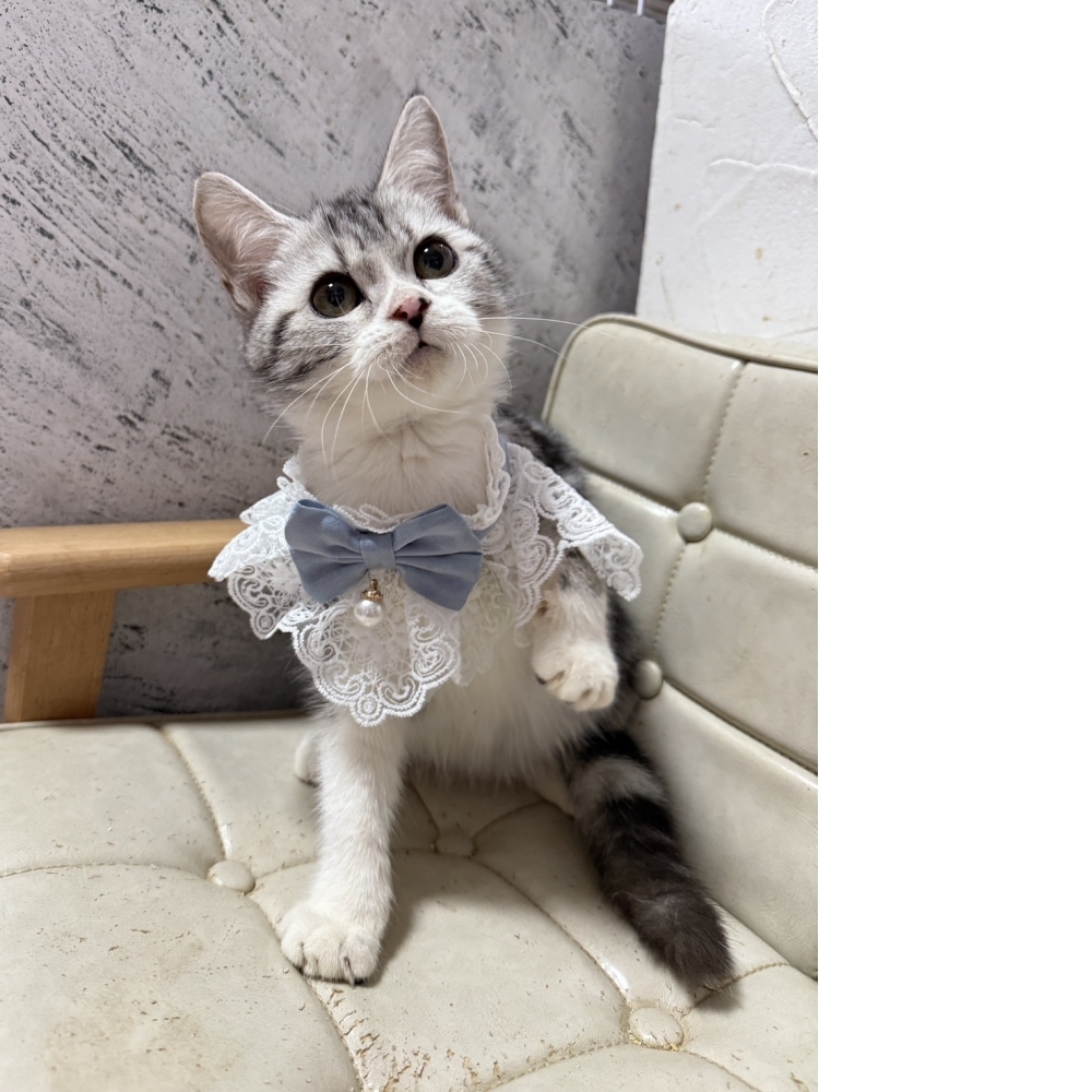 加白美國短毛貓