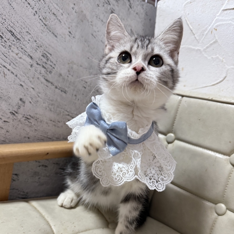 加白美國短毛貓