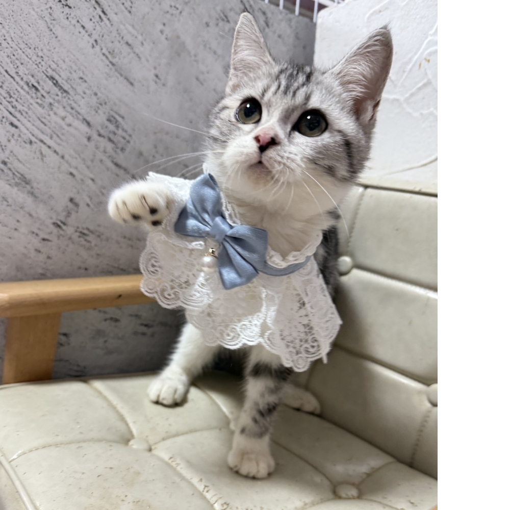 加白美國短毛貓