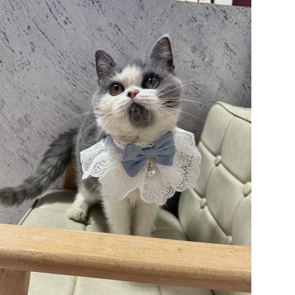 英國短毛貓-藍白