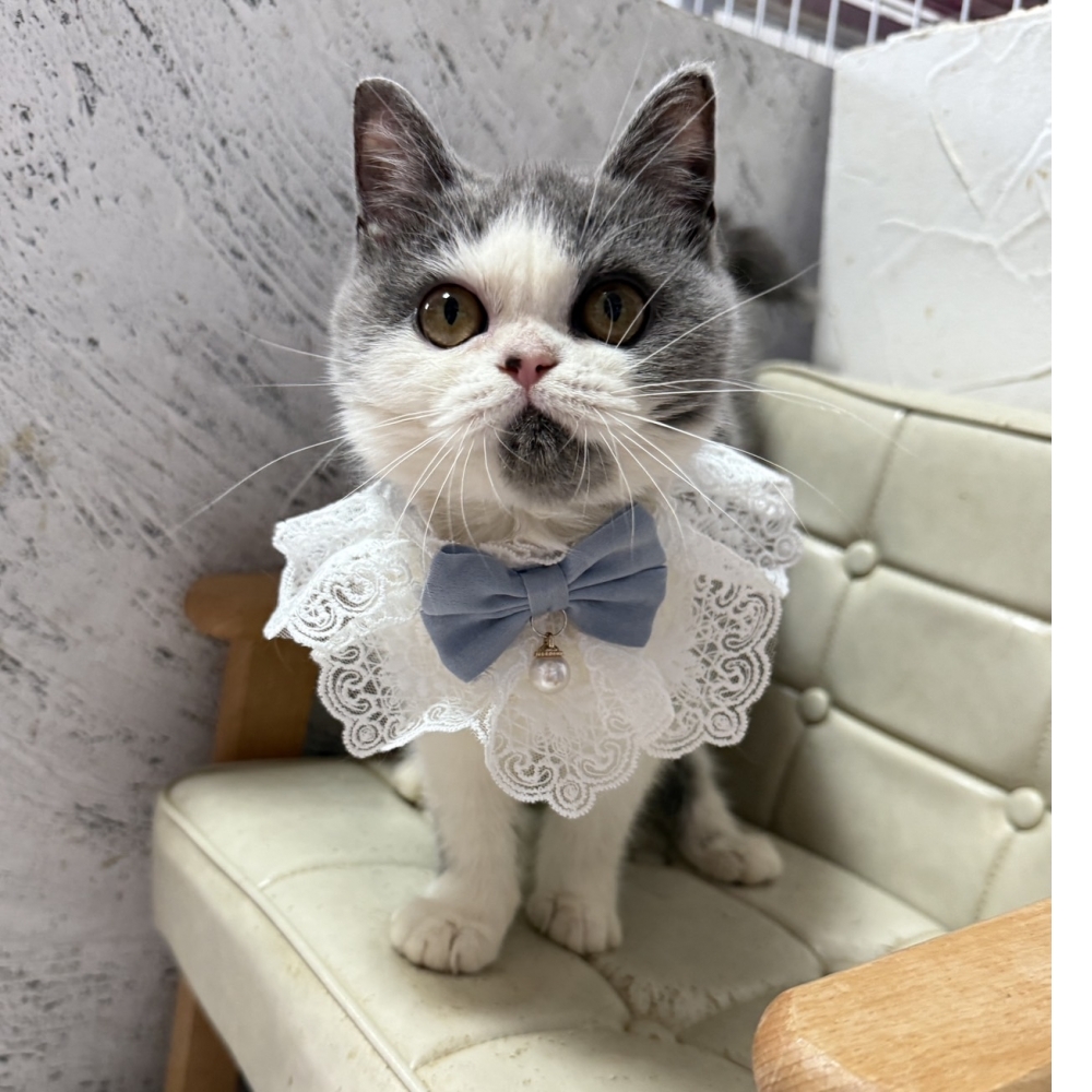 英國短毛貓-藍白