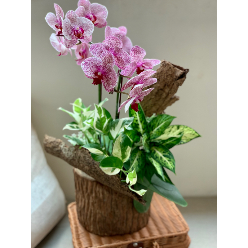 單株雙梗木頭款蘭花