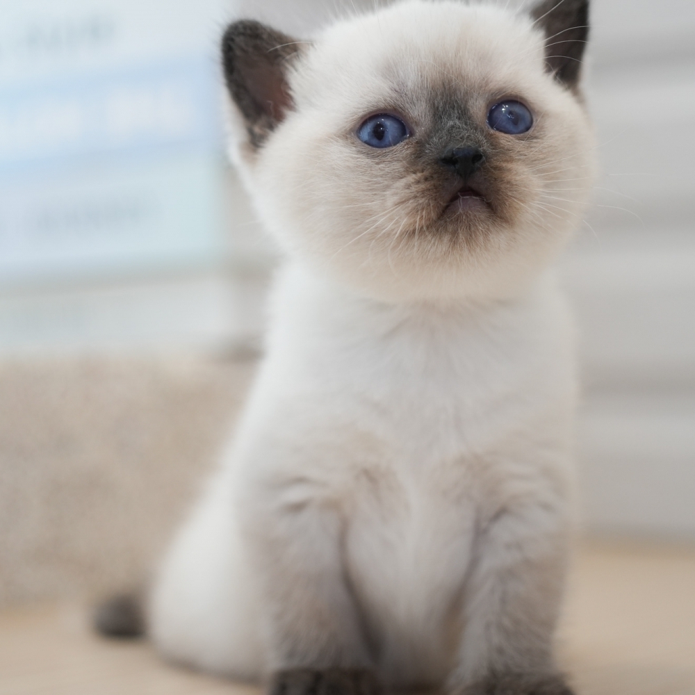 海豹端子弟弟1106