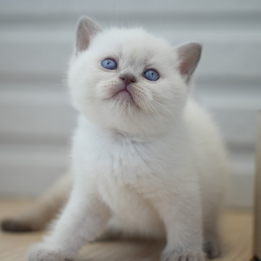 藍端重點妹妹1106