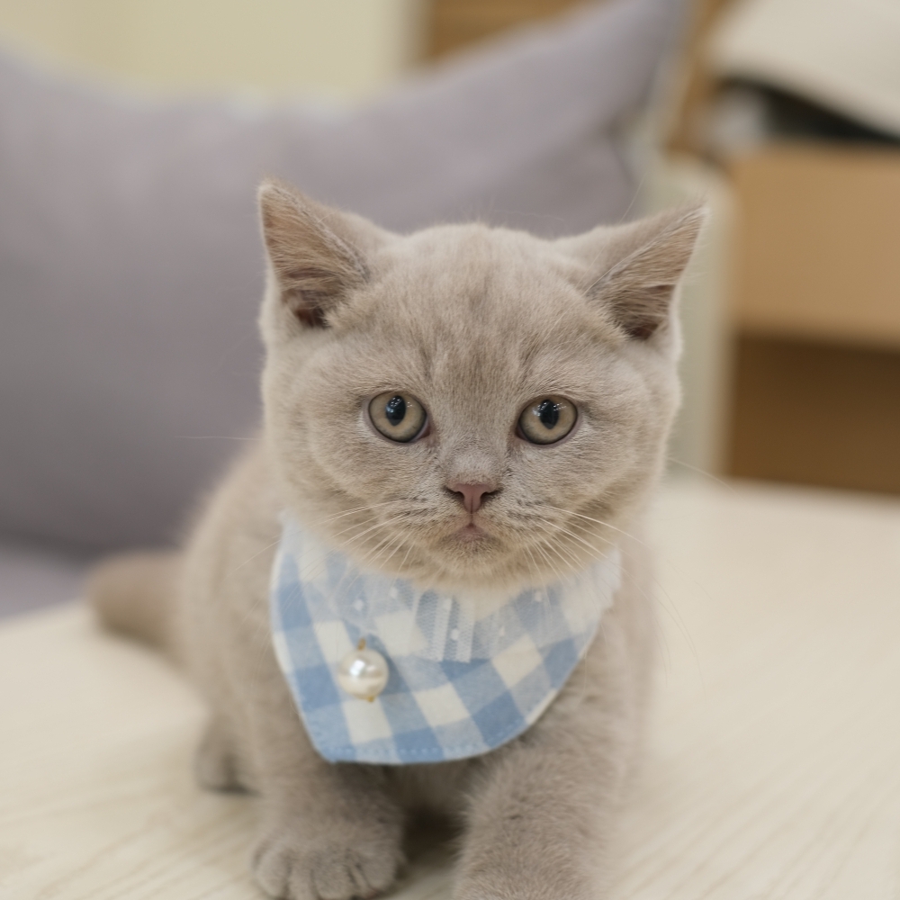 紫丁香弟弟0927 65K