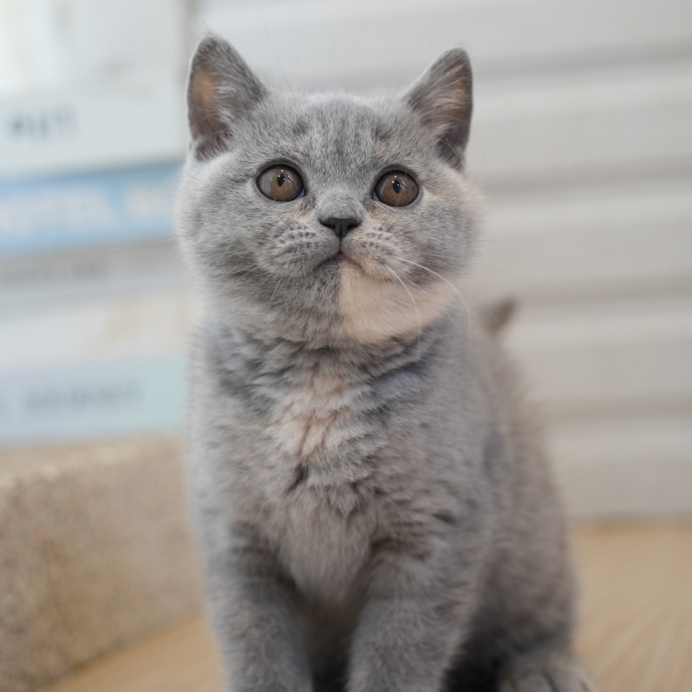 藍奶油英短妹妹1021 60k