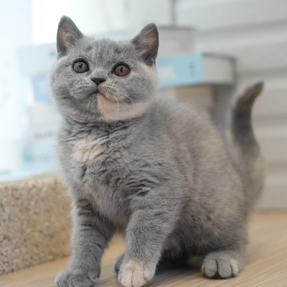 藍奶油英短妹妹1021 60k