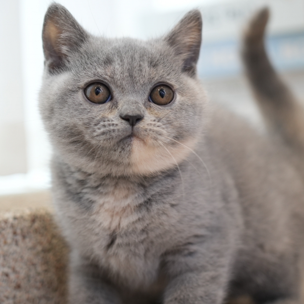 藍奶油英短妹妹102