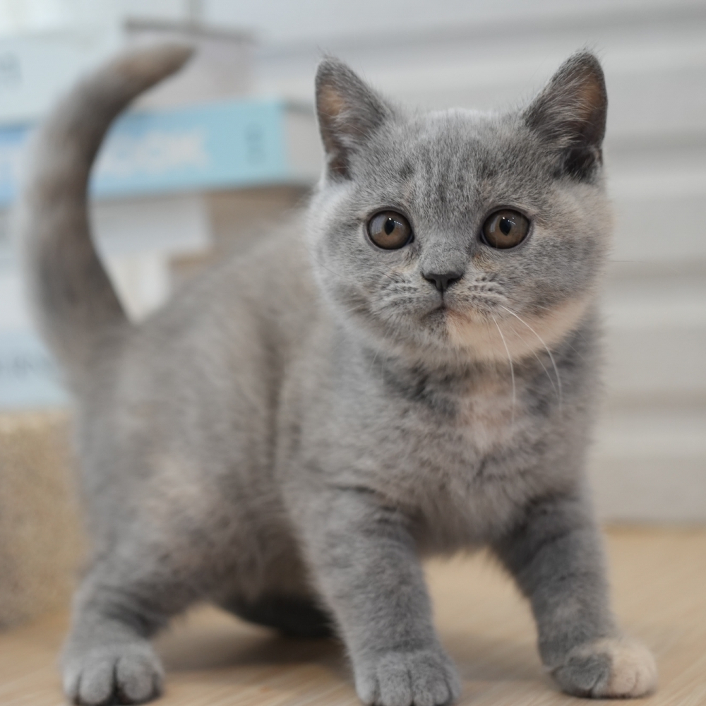 藍奶油英短妹妹1021 60k