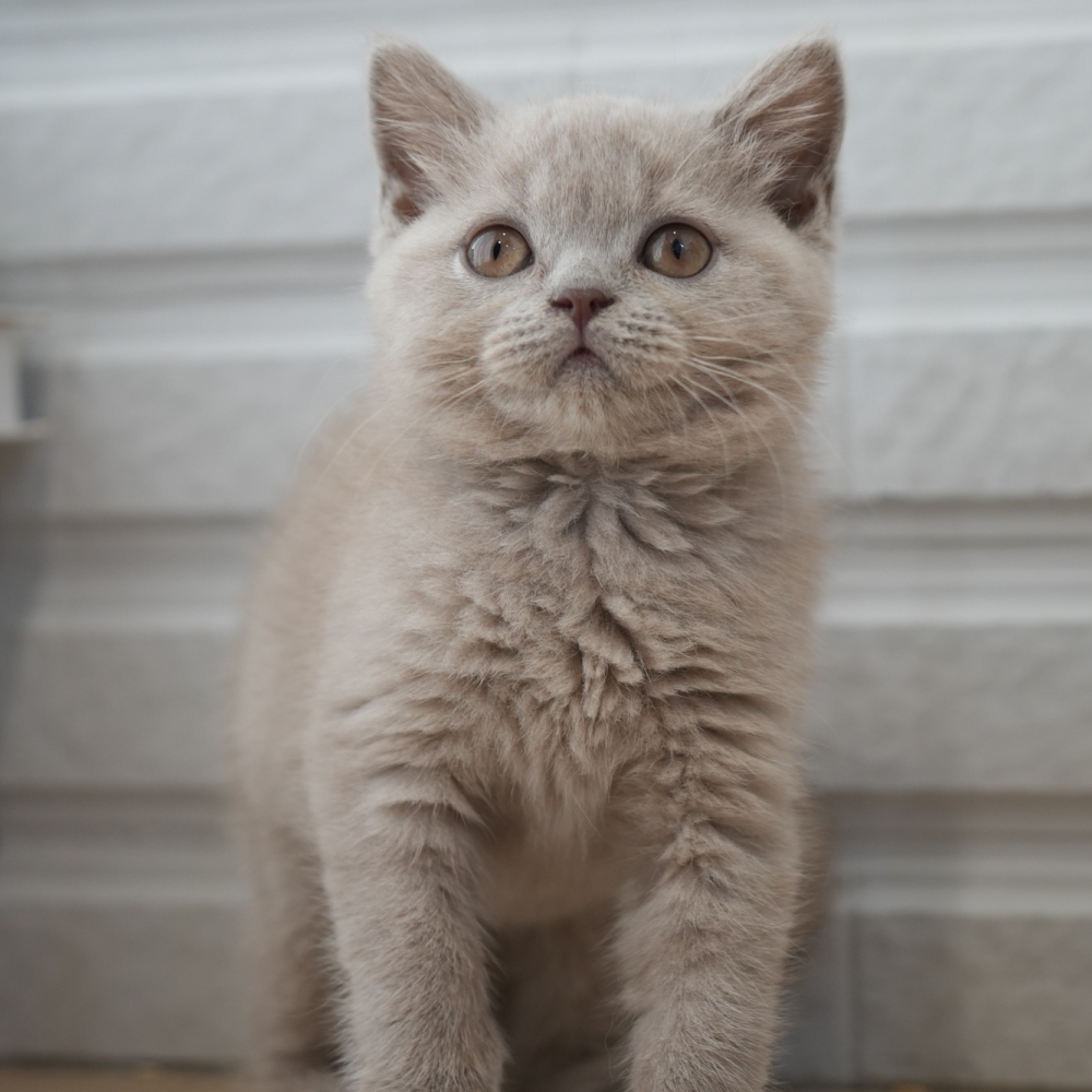 紫丁香妹妹 1110