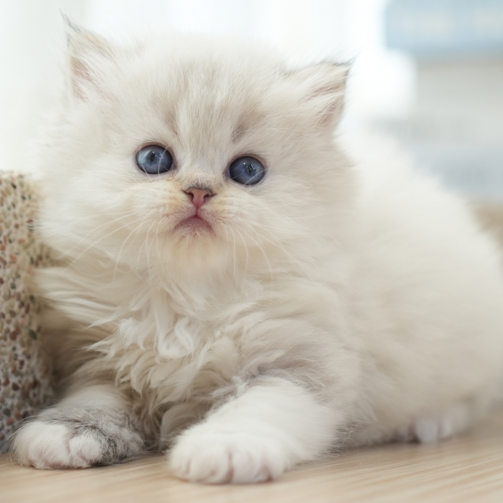 雙色長毛妹妹1212