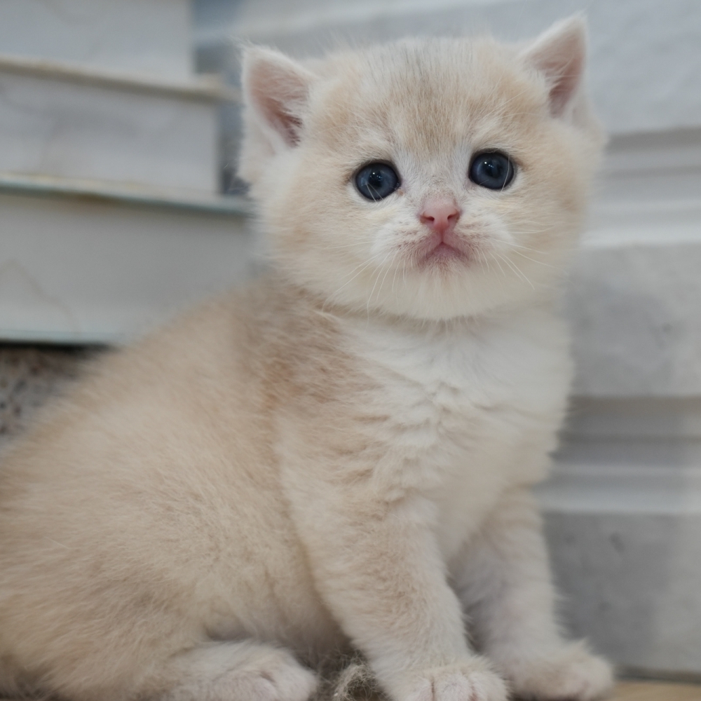 淡藍金漸層弟弟121