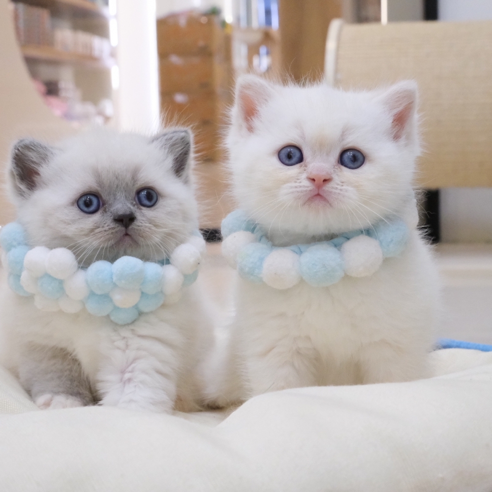 藍端子英短弟弟 1217 90K