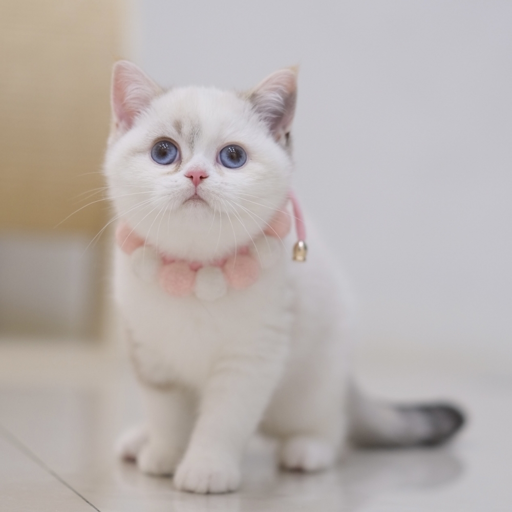 藍眼三花妹妹1012