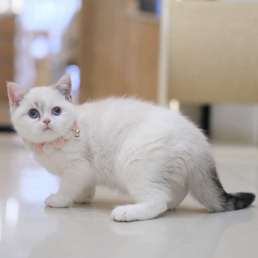 藍眼三花妹妹1012 90K