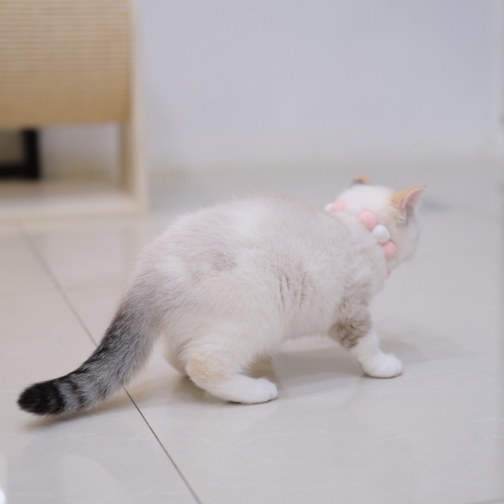 藍眼三花妹妹1012 90K