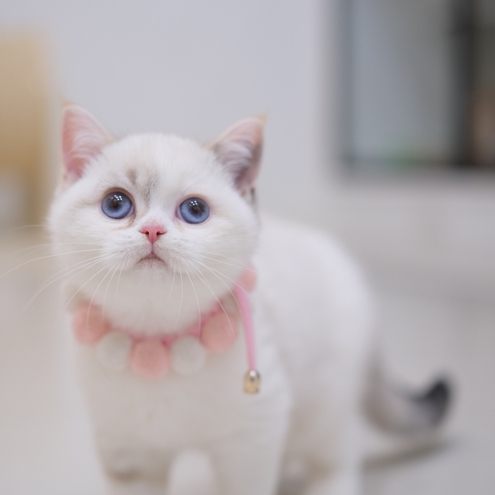 藍眼三花妹妹1012 90K